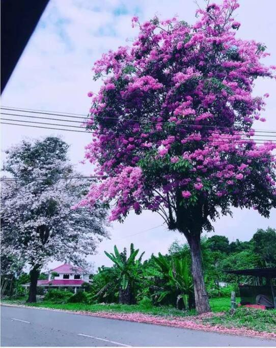 Sakura 4 Bedrooms 14pax- Eaton Hills Padang Kerbau *